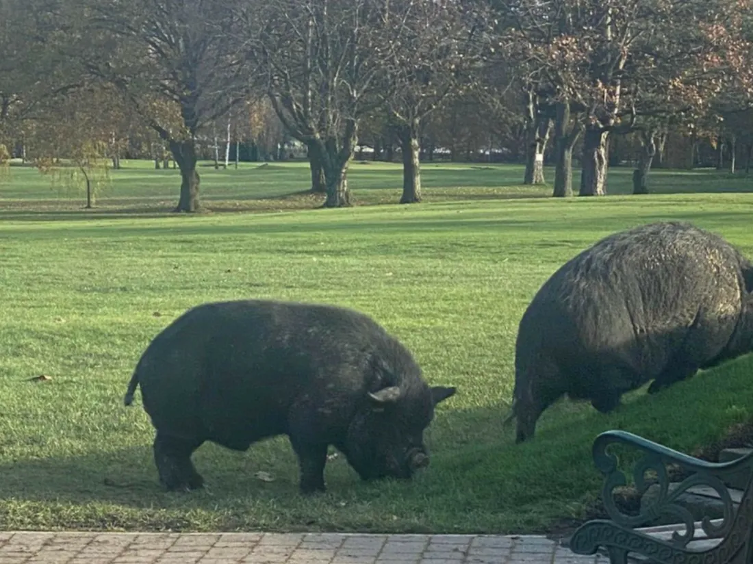 Des cochons sur le terrain de golf du Yorkshire